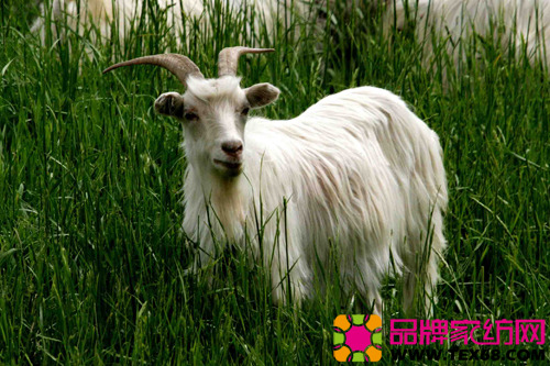 由内蒙古山羊绒增粗看行业发展