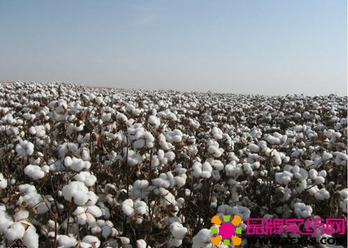 棉价差大 福建纺企出口受损