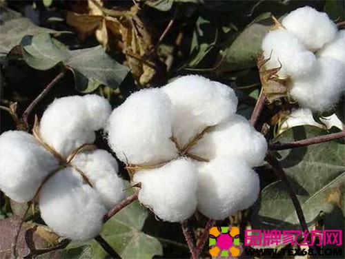 江苏启东棉花生产情况浅析